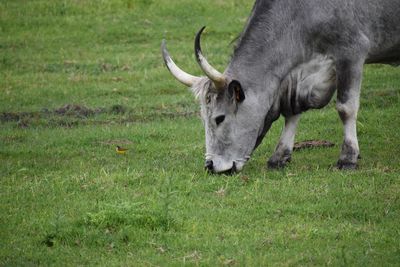 Horse grazing in field