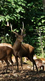 Deer standing in a field