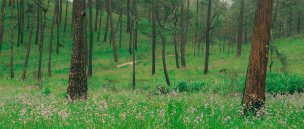 Pine trees in forest