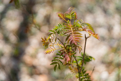 Close-up of plant against blurred background