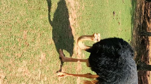 High angle view of cat on grass