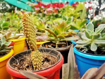 Close-up of succulent plants in market