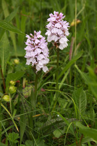 Close-up of purple flowering plant on field