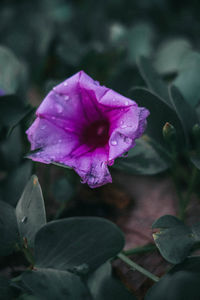 Close-up of pink rose flower