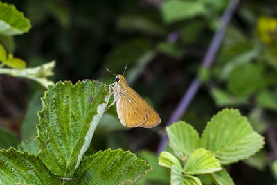 Butterfly on leaf