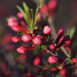 Close-up of pink flower