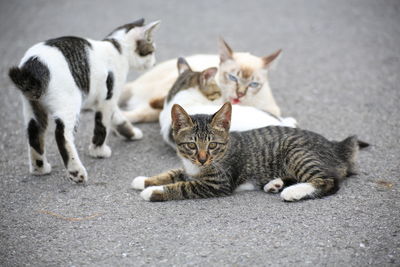 Portrait of cat lying down on street
