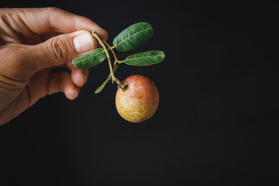 Close-up of hand holding apple against black background