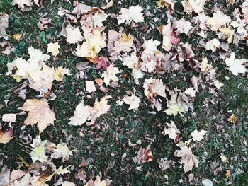 High angle view of maple leaves on field