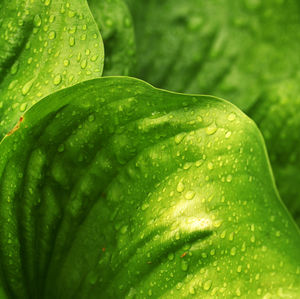 Close-up of wet leaf