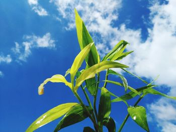 Low angle view of plant against sky