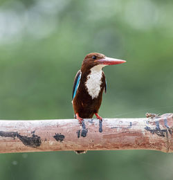 Close-up of bird perching on branch