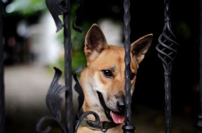 Close-up of dog looking away