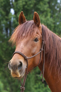 Close-up of a horse