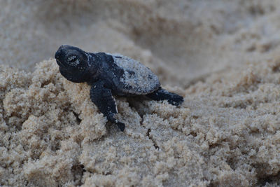 Close-up of lizard on sand