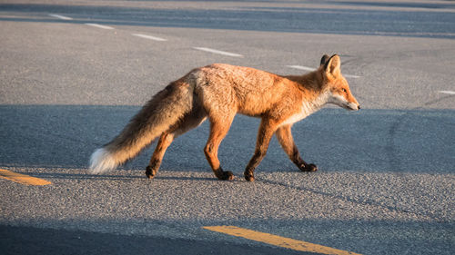 Full length of a dog walking on road