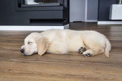 The golden retriever puppy sleeping on modern vinyl panels in the living room of the house. 