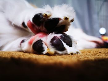 Close-up of dog relaxing on bed at home