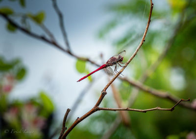 Close-up of insect on plant