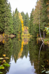 Scenic view of lake by trees in forest against sky