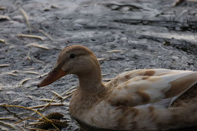 Close-up of duck in lake