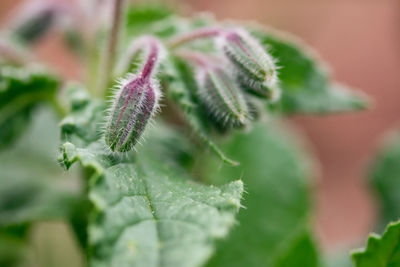 Close-up of fuzzy, green and purple borage flower buds.