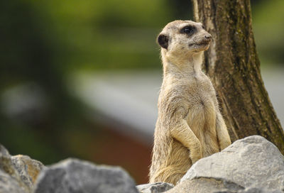 Close-up of an animal looking away