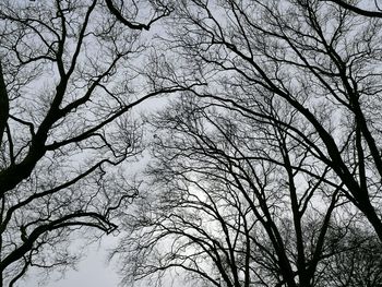 Low angle view of bare tree against sky