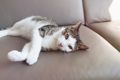 Cute young domestic cat laying on leather couch sleepy, sad, tired or depressed. close up, selective