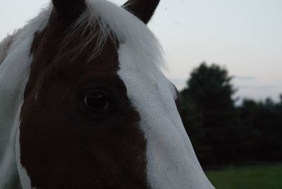 Close-up of horse on field against sky