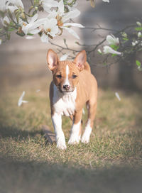 Portrait of dog on field