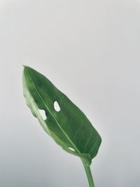 Close-up of green leaves on white background