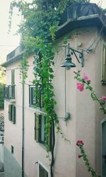 Plants growing on a house