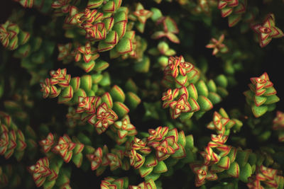 Full frame shot of plants