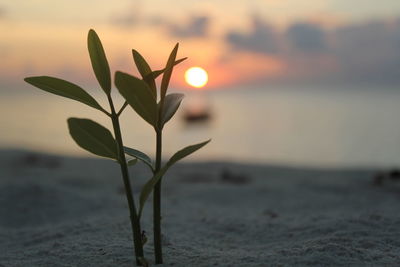 Close-up of plant during sunset