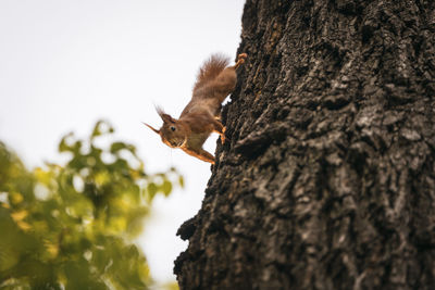 Low angle view of squirrel on tree trunk