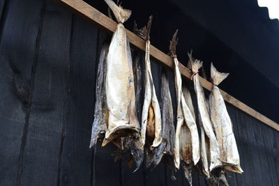 Close-up of fish hanging on wood