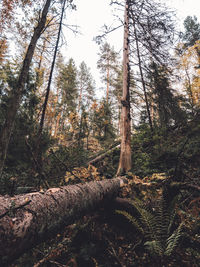 Low angle view of trees in forest against sky