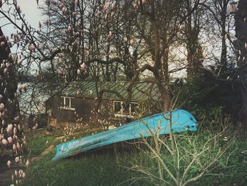 Plants growing on tree trunk