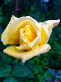 Close-up of yellow rose