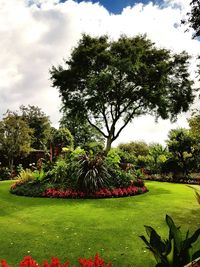 Plants growing in park