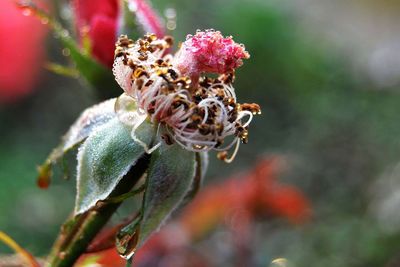 Close-up of flower