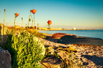 Close-up of flowers growing on beach against clear sky