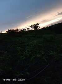 Trees on field against sky at sunset