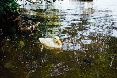 Swans swimming in lake