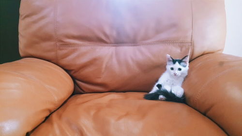 Close-up of a kitten on armchair