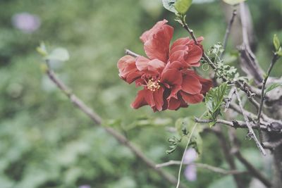 Close-up of red flowering plant