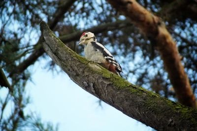 Low angle view of bird perching on tree against sky