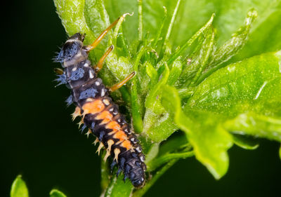 Close-up of insect on leaf