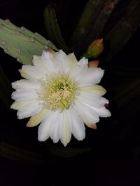 Close-up of white flower